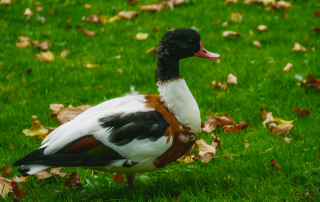 Zoologischer Tiergarten in Karlsruhe