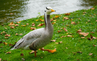 Zoologischer Tiergarten in Karlsruhe