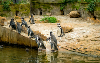 Humboldtpinguin Spheniscus humboldti, Zoologischer Tiergarten in Karlsruhe