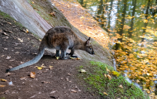 Bennett-Känguru Notamacropus rufogriseus, Zoologischer Tiergarten in Karlsruhe