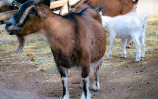 Westafrikanische Zwergziege, Capra aegagrus f. hircus, Zoologischer Tiergarten in Karlsruhe