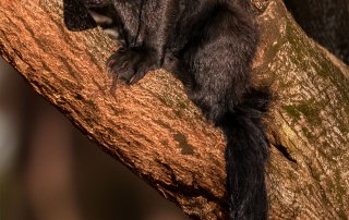 ,Zoo Berlin