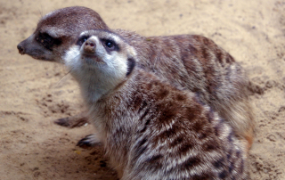 ERDMÄNNCHEN - Suricata suricatta , Zoo Berlin