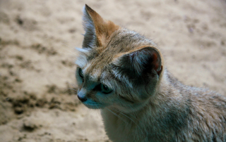 , Zoo Berlin
