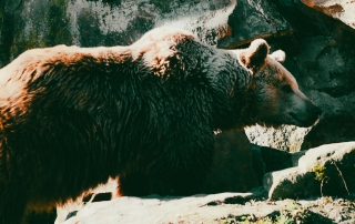EUROPÄISCHER BRAUNBÄR - Ursus arctos arctos,Zoo Berlin