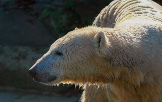 ,Zoo Berlin