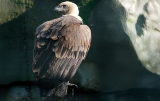 ,Zoo Berlin
