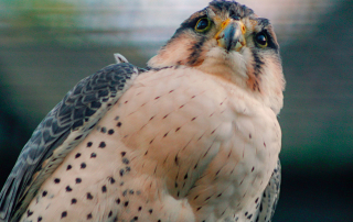 ,Zoo Berlin