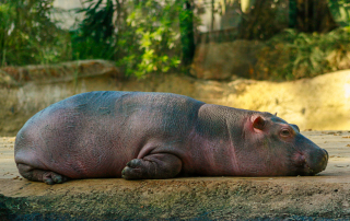 ,Zoo Berlin