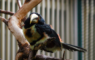 , Zoo Berlin