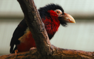 , Zoo Berlin