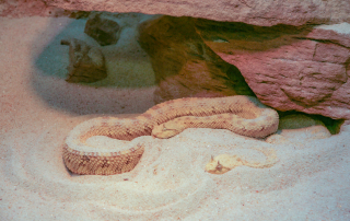 Wüsten-Hornviper - Cerastes cerastes, Wilhelma, Stuttgart