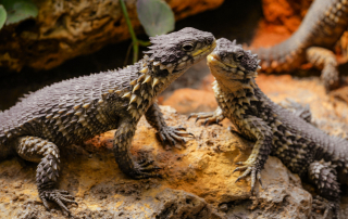 Bartagame - Pogona vitticeps, Wilhelma, Stuttgart