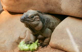 Grüner Leguan - Iguana iguana, Wilhelma, Stuttgart