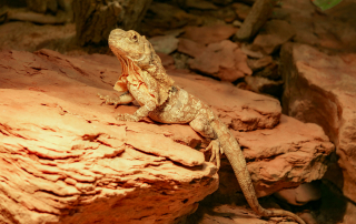 Bartagame - Pogona vitticeps, Wilhelma, Stuttgart
