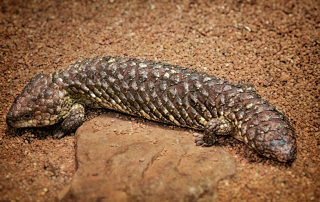 Gila-Monster - Heloderma suspectum, Wilhelma, Stuttgart