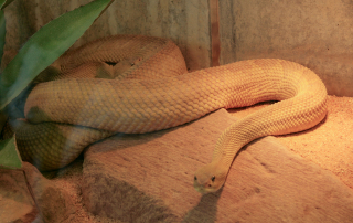 Basilisken-Klapperschlange - Crotalus basiliscus, Wilhelma, Stuttgart