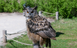Uhu, Hellabrunn München (Greifvogel-Show)