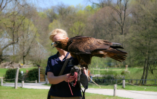 Steinadler Unterart: Aquila chrysaetos daphanea