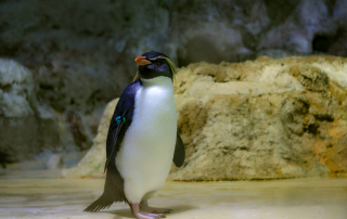 NÖRDLICHER FELSENPINGUIN Eudyptes moseleyi