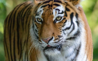 SIBIRISCHER TIGER Panthera tigris altaica