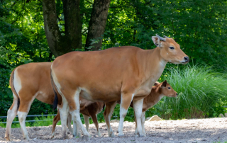 JAVA-BANTENG Bos javanicus javanicus