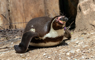 HUMBOLDTPINGUIN Spheniscus humboldti
