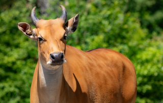 JAVA-BANTENG Bos javanicus javanicus