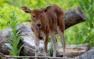 JAVA-BANTENG Bos javanicus javanicus