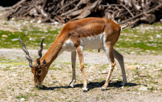 HIRSCHZIEGENANTILOPE Antilope cervicapra