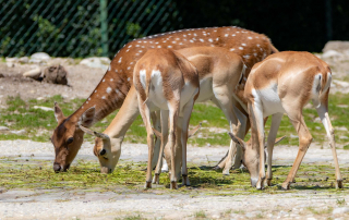 HIRSCHZIEGENANTILOPE Antilope cervicapra