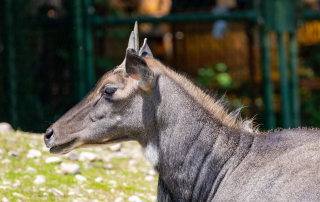 NILGAUANTILOPE Boselaphus tragocamelus
