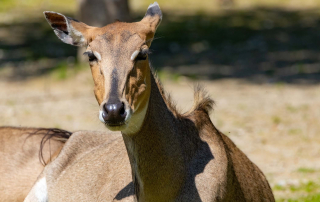 NILGAUANTILOPE Boselaphus tragocamelus