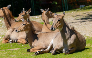 NILGAUANTILOPE Boselaphus tragocamelus