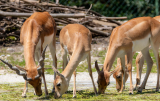 HIRSCHZIEGENANTILOPE Antilope cervicapra