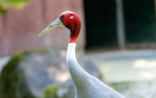 Saruskranich (Grus antigone)