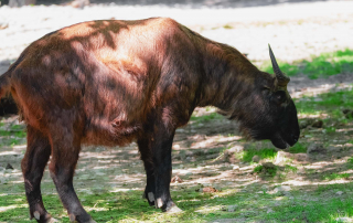 MISHMI-TAKIN Budorcas taxicolor taxicolor