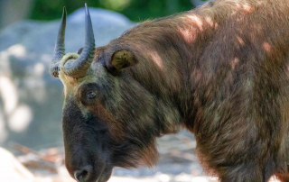MISHMI-TAKIN Budorcas taxicolor taxicolor