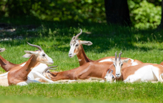MHORRGAZELLE Nanger dama mhorr