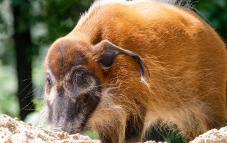 PINSELOHRSCHWEIN Potamochoerus porcus