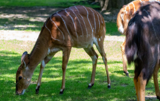 GROSSER KUDU Tragelaphus strepsiceros