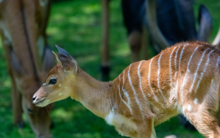 GROSSER KUDU Tragelaphus strepsiceros