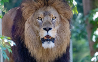 LÖWE Panthera leo