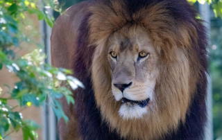 LÖWE Panthera leo