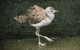 , Zoo Berlin
