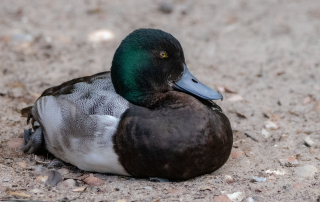, Zoo Berlin