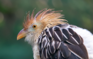 Der Guirakuckuck ist ein 36 bis 42 cm großer Kuckucksvogel, der in Bolivien, Paraguay, Brasilien, Uruguay und Argentinien vorkommt., Zoo Berlin