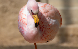 CHILEFLAMINGO - Phoenicopterus chilensis, Zoo Berlin