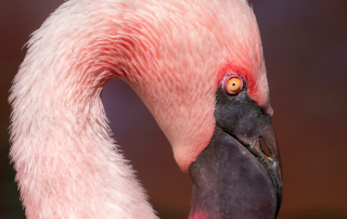 CHILEFLAMINGO - Phoenicopterus chilensis, Zoo Berlin
