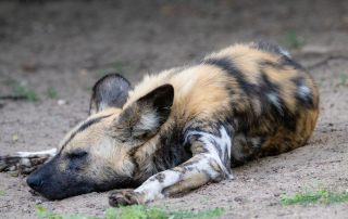 Afrikanische Wildhund (Lycaon pictus), Zoo Berlin